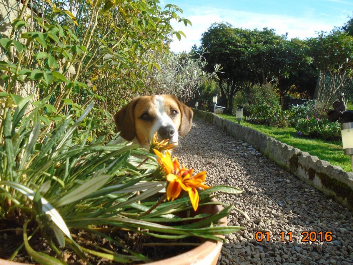 La Mare Aux Fees Bed & Breakfast Huelgoat Luaran gambar